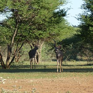 Kudu Namibia