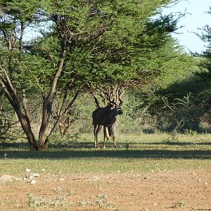 Kudu Namibia