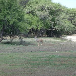 Kudu Namibia