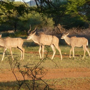 Kudu Namibia