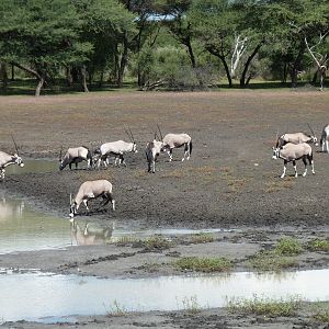 Gemsbok Namibia