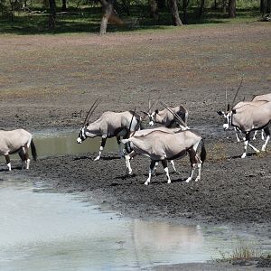 Gemsbok Namibia