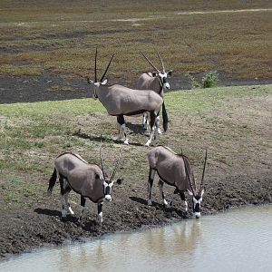 Gemsbok Namibia