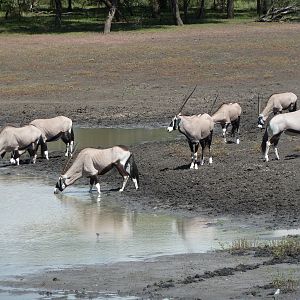 Gemsbok Namibia