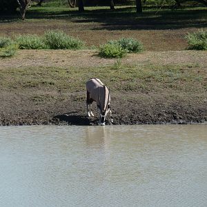 Gemsbok Namibia