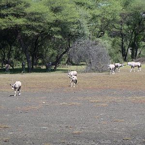 Gemsbok Namibia