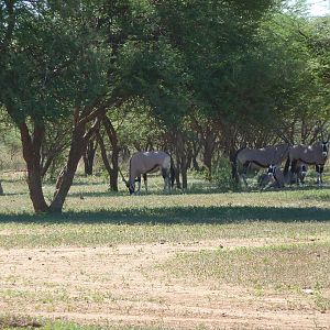 Gemsbok Namibia