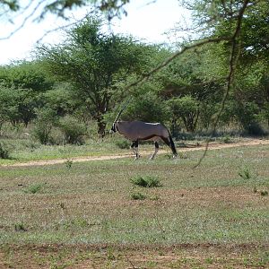 Gemsbok Namibia