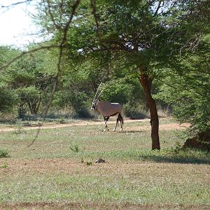 Gemsbok Namibia