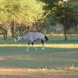 Gemsbok Namibia