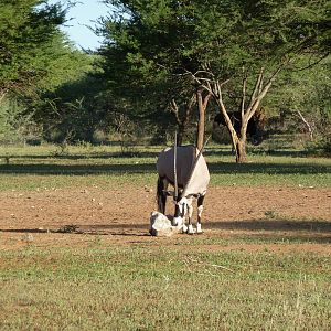 Gemsbok Namibia