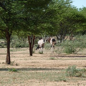 Gemsbok Namibia