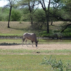 Gemsbok Namibia