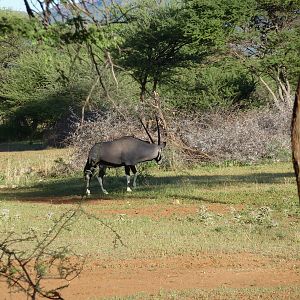 Gemsbok Namibia