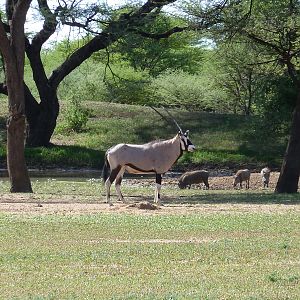 Gemsbok Namibia