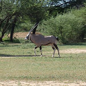 Gemsbok Namibia