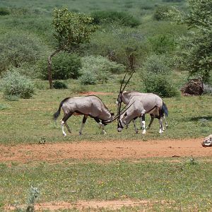 Gemsbok Namibia