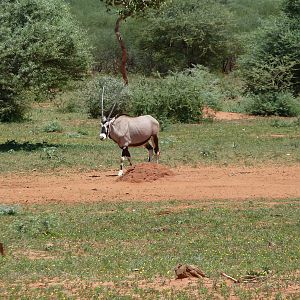 Gemsbok Namibia