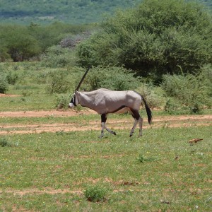 Gemsbok Namibia