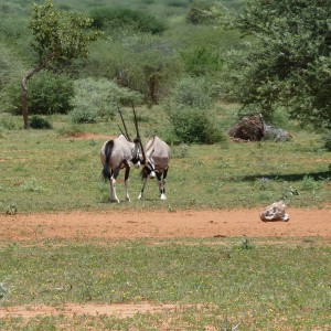 Gemsbok Namibia