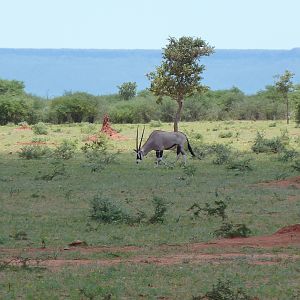 Gemsbok Namibia