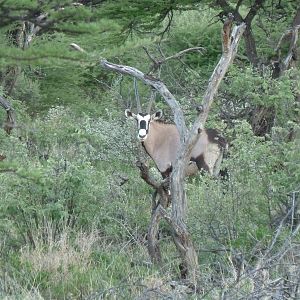 Gemsbok Namibia