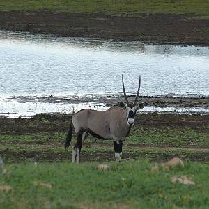 Gemsbok Namibia