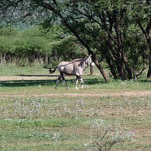 Gemsbok Namibia