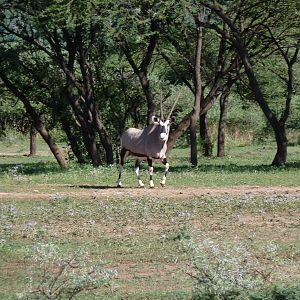 Gemsbok Namibia