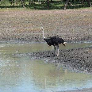 Ostrich Namibia