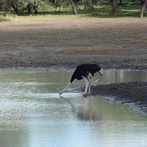 Ostrich Namibia