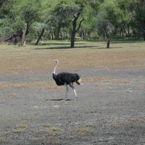 Ostrich Namibia