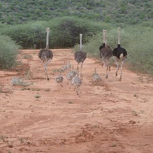 Ostrich Namibia