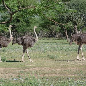 Ostrich Namibia