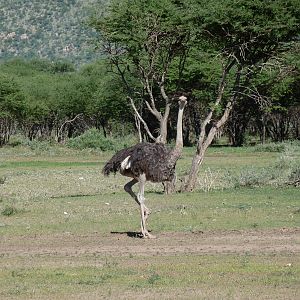 Ostrich Namibia