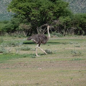 Ostrich Namibia