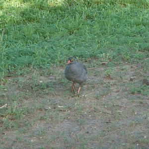 Francolin Namibia