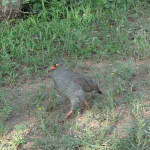 Francolin Namibia