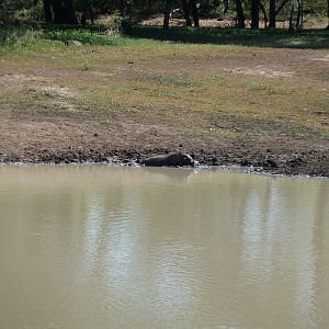 Warthog Namibia