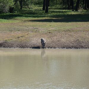 Warthog Namibia