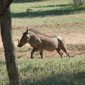 Warthog Namibia