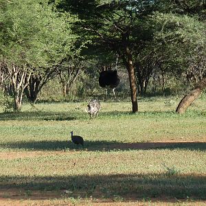 Warthog Namibia