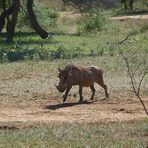 Warthog Namibia