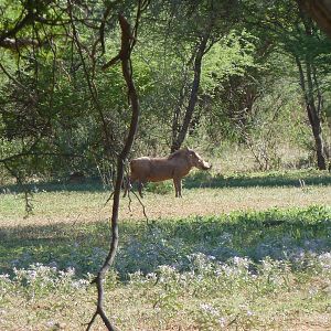 Warthog Namibia