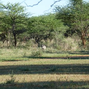 Warthog Namibia