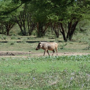 Warthog Namibia