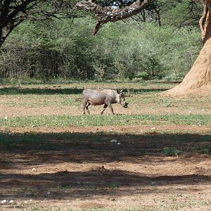 Warthog Namibia