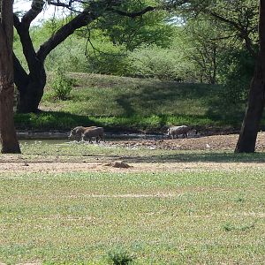 Warthog Namibia