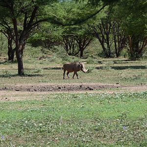 Warthog Namibia