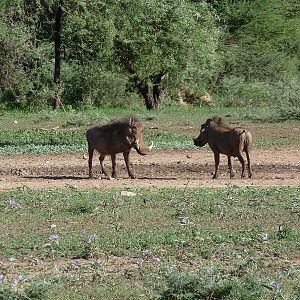 Warthog Namibia